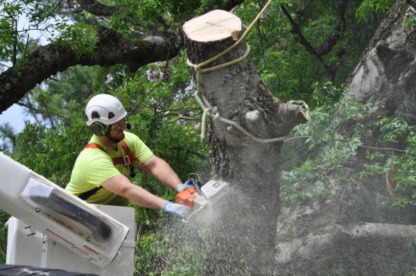 Allentown Tree Trimming